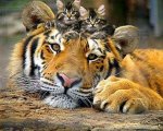 tiger and kittens.jpg