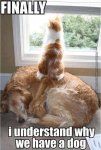 Funny-cat-and-dog-pictures.jpg