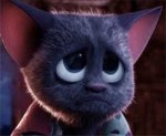 sad cat.jpg