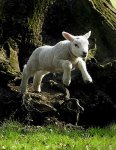 lamb.jpg