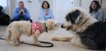 Helping-Shelter-Dogs-To-Meet-Each-Other-Successfully.jpg Helping-Shelter-Dogs-To-Meet-Each-Other-Successfully.jpg