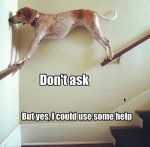 Dog_on_stairs.jpg