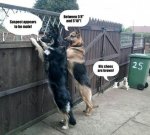Police Dogs.jpg