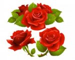 roses.jpg