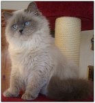 longhair cat.jpg longhair cat.jpg