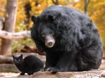 cat and bear.jpg