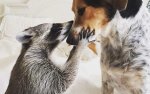 raccon and dog.jpg