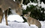 deer and rabbit.jpg