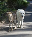 cheetah and dog2.jpg