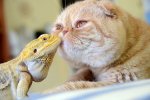 lizard and cat.jpg