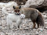 cat and fox.jpg