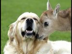 dog and deer.jpg