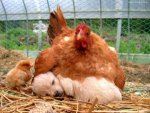 chicken and puppy.jpg