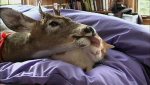 deer and cat.jpg