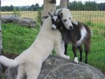 dog and goat.jpg