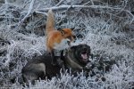 fox and dog.jpg