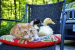 cat and ducks.jpg