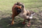 dog and goose.jpg