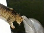 cat and dolphin.jpg