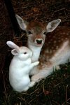 rabbit and deer.jpg