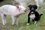 pig and dog.jpg