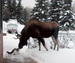 cat and moose.jpg