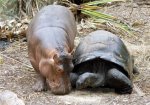 hippo n tortoise.jpg