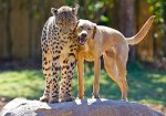 cheetah and dog.jpg