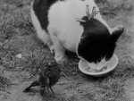 bird and cat2.jpg