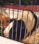 GuineaPigcc.jpg