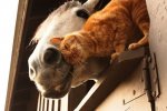 horse and cat.jpg