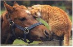 horse and cat1.jpg