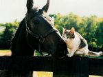 horse and cat3.jpg