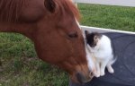 horse and cat4.jpg