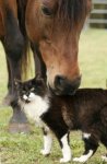 horse and cat5.jpg