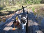 cat and duck.jpg