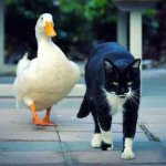 cat and duck2.jpg