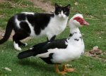 cat and duck4.jpg