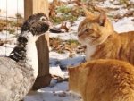 cat and duck5.jpg