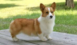 corgi.png corgi.png