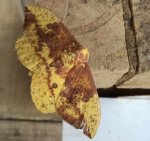 imperial moth1.jpg