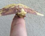 imperial moth.jpg