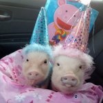 party pigs.jpg