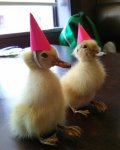 party ducks.jpg