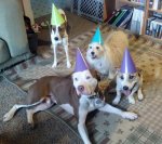 dog party hats.jpg