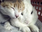 cat and bunny.jpg