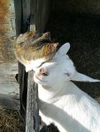 cat and goat.jpg