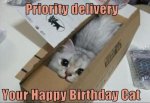 bday cat.jpg