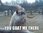 goat-memes-2014_o_4108823.jpg