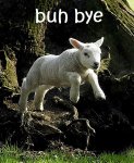 lamb.jpg